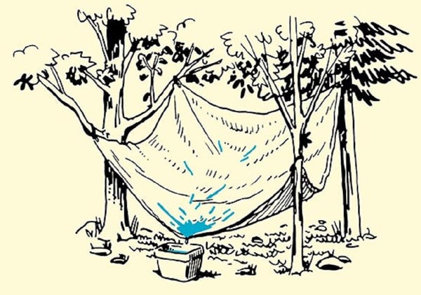 Kỹ năng sinh tồn trong rừng bạn nên biết 11 Lấy nước từ việc hứng sương