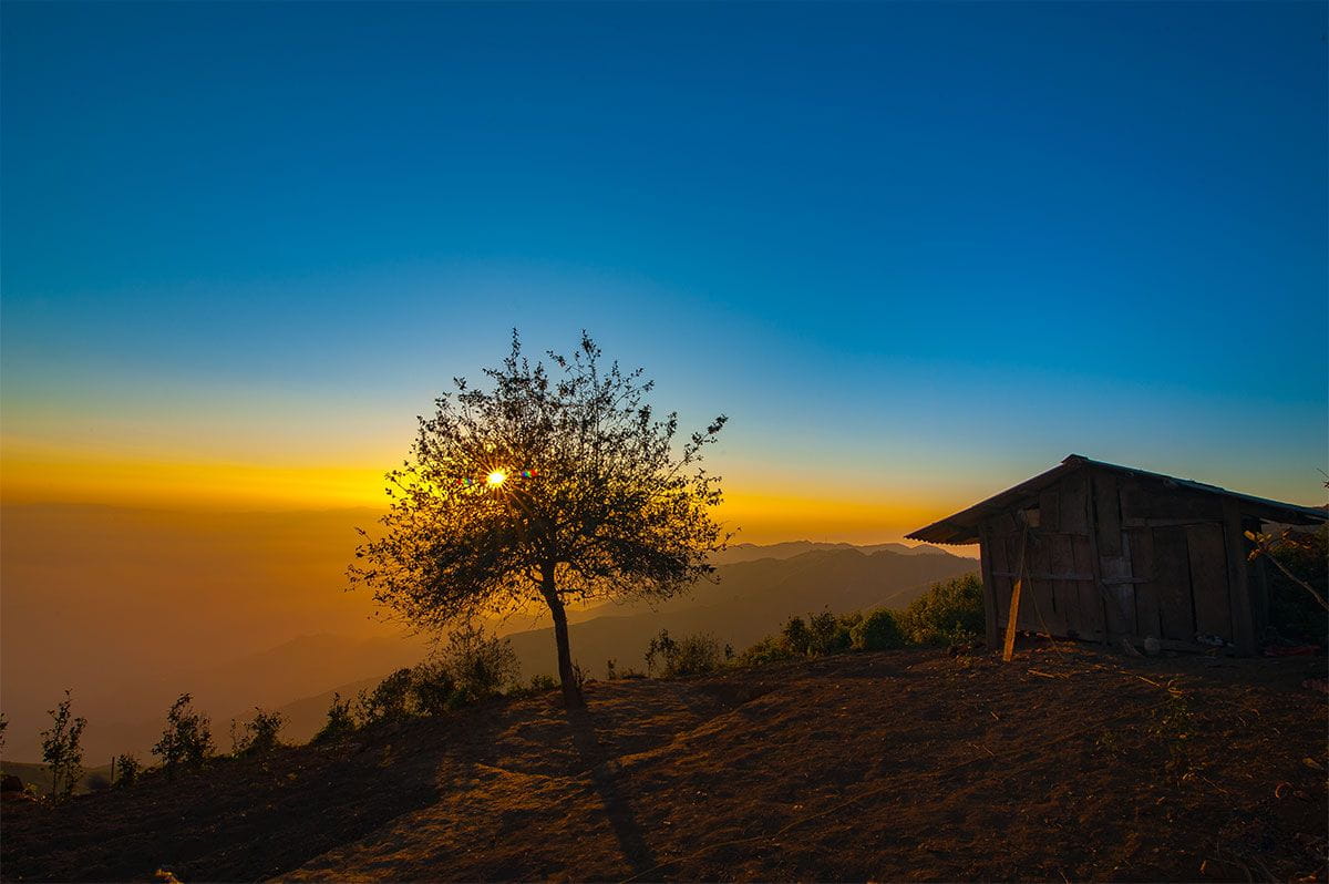 Cây táo mèo cô đơn Tà Xùa Cây táo mèo cô đơn Tà Xùa