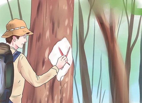 Kỹ năng sinh tồn trong rừng bạn nên biết 9 đánh dấu phương hướng khi đi rừng