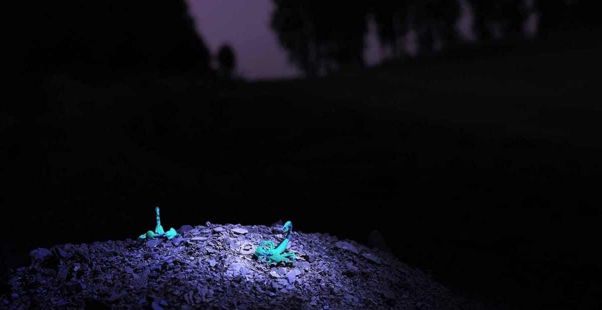 Đèn pin UV cũng được sử dụng trong hoạt động tìm kiếm côn trùng và bò sát. Đèn pin UV cũng được sử dụng trong hoạt động tìm kiếm côn trùng và bò sát.