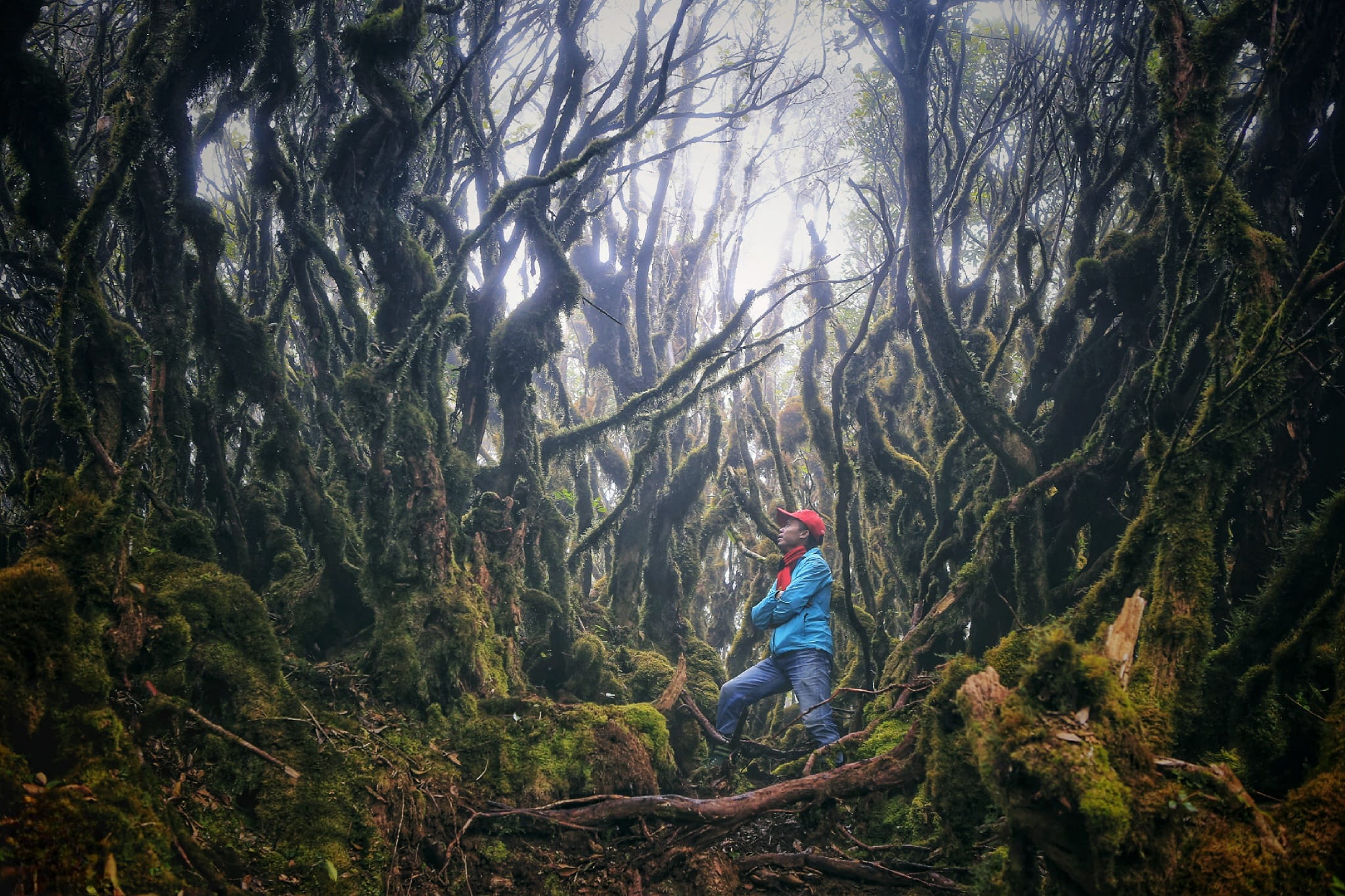 Rừng nguyên sinh Quốc gia Tà Xùa Rừng nguyên sinh Quốc gia Tà Xùa